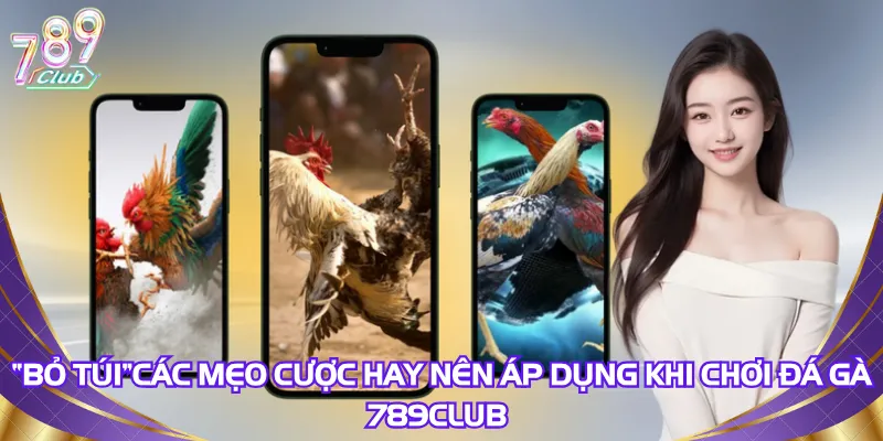 “bo-tui”cac-meo-cuoc-hay-nen-ap-dung-khi-choi-da-ga-789club
