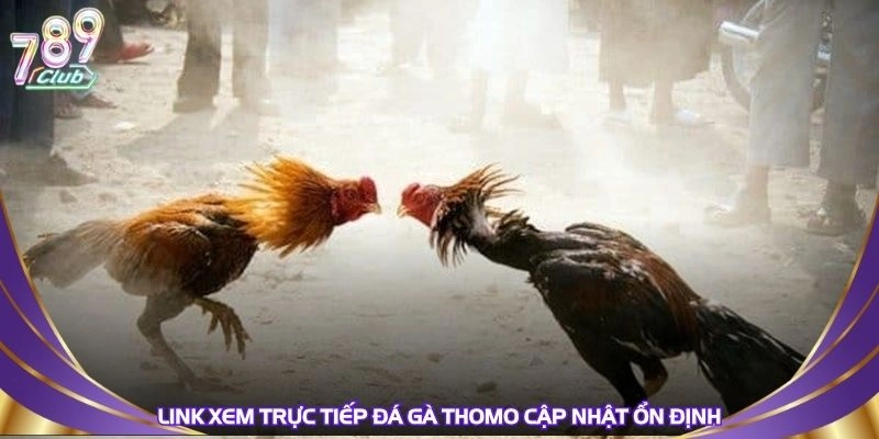 link-xem-truc-tiep-da-ga-thomo-cap-nhat-on-dinh