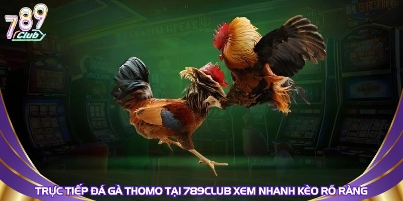 truc-tiep-da-ga-thomo-tai-789club-xem-nhanh-keo-ro-rang